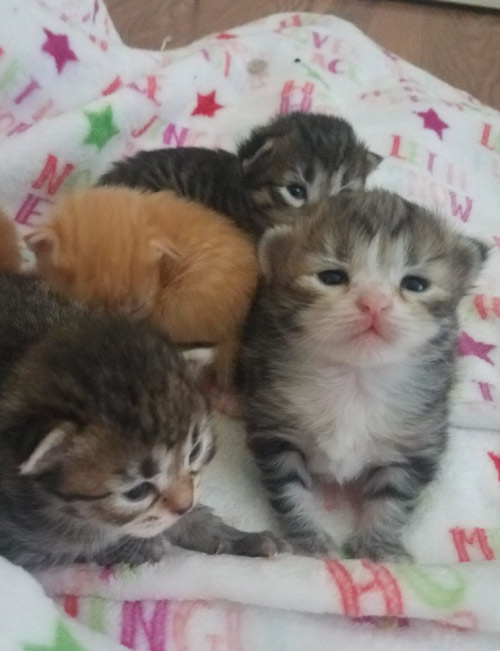 kitten3 kitten breeder in bakersfield