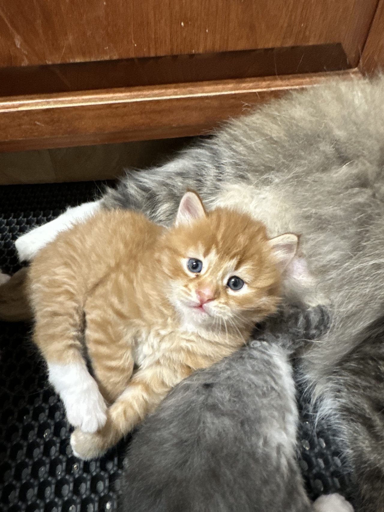 Siberian Cat for Sale Siberian Cat Breeders California